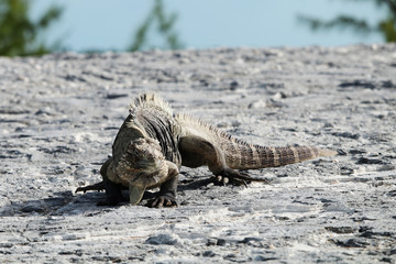 iguana lies on rocks and white sand