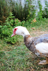 Canard de barbarie