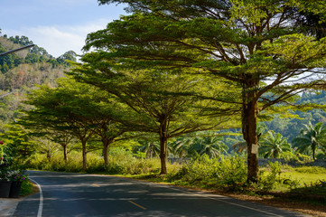 Fototapeta na wymiar Canopy of trees over a lonely road