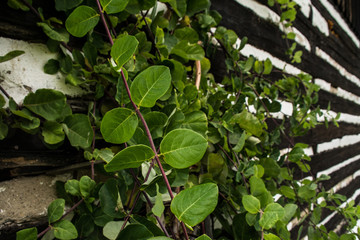 Fototapeta na wymiar wooden wall with leaves