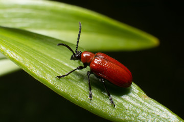 red beetle