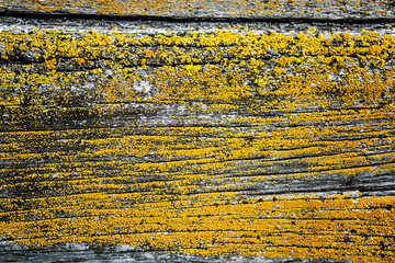 Old weathered wooden plank with decay and lichen