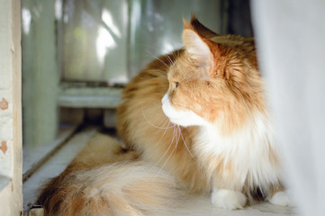 A beautiful big red cat Maine Coon sits and looks out the window.