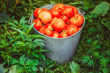 Bucket with vegetables on the grass