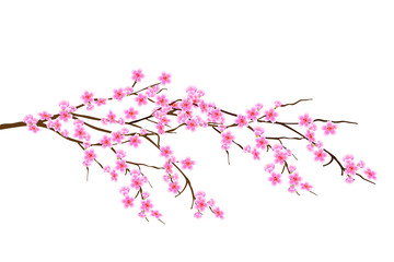 Horizontal spring branch of cherry blossoms, sakura with with pink flowers