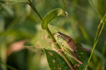 Grasshopper. Cricket insect.