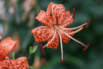 The lily curly has blossomed