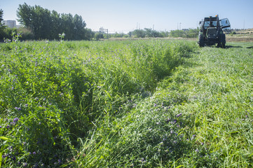Tractor cutting and swathing alfalfa