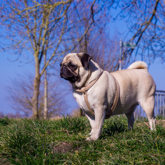 Obraz premium pug dog in a summer park.