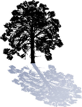 isolated single black pine large silhouette with shadow