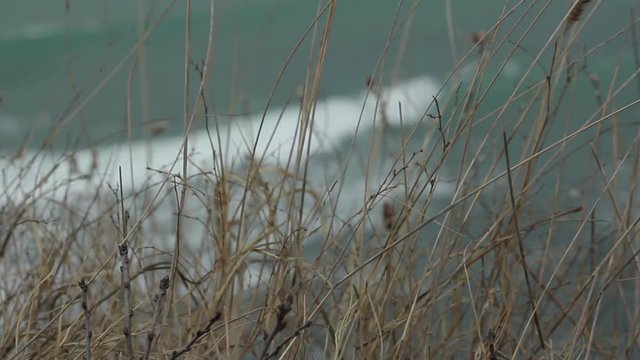 Follow focus from yellow grass to wavy sea.