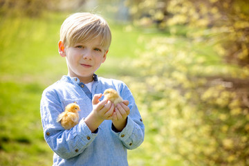 Sweet cute child, preschool boy, playing with little newborn chick in the park © Tomsickova