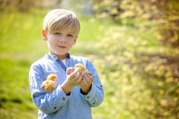 Sweet cute child, preschool boy, playing with little newborn chick in the park
