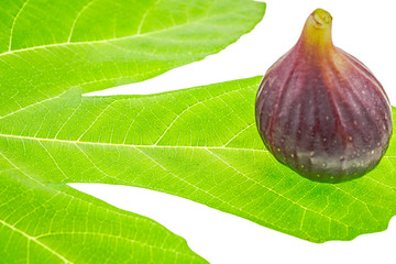 Fig, fruit on a green leaf