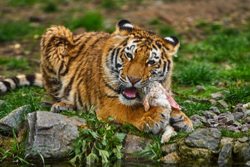 Tiger in forest. Tiger in the nature