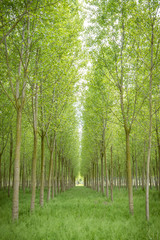 poplar trees plain forest trees cultivation for paper pulp Italy