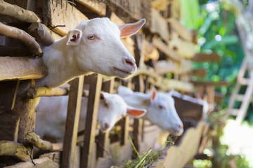 Three curious domestic white goats stick their heads through vintage wooden bars of stable.