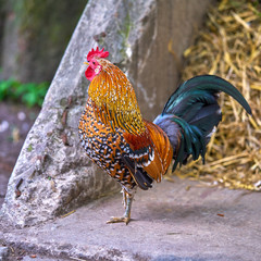 Roster. Colourful roster in nature farm