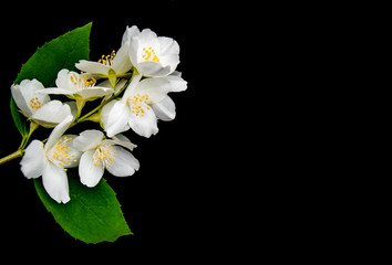 Fototapeta na wymiar Jasmine flowers on a black