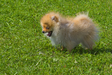 Dog Spitz Close-up