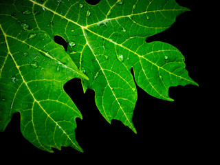  papaya Leaf