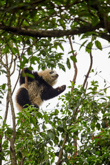 Panda climbing the tree.