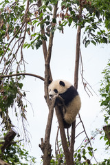Obraz premium Baby panda climbing the tree.