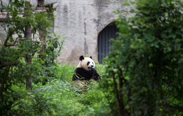 Panda eating bamboo in the woods.
