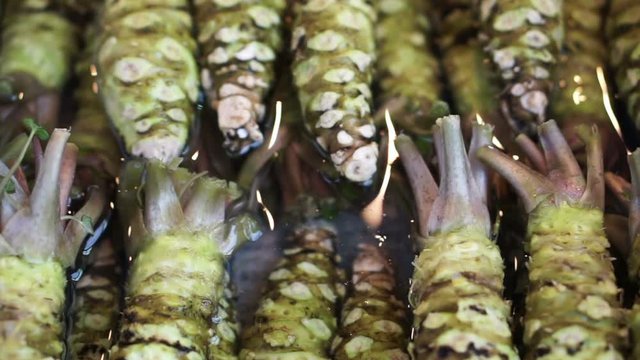 Fresh wasabi selling in Tsukiji fish market. Main ingredient for Japanese sushi nigiri food