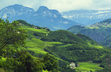 Obraz premium Background landscape view of Grape fields and alpine village in the distance among the mountains in Tyrol, Austria