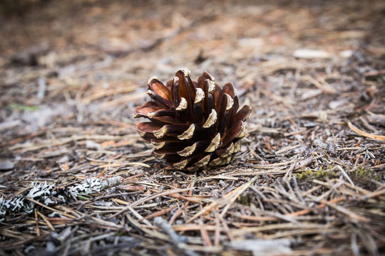 Pine cone on ground covered by needles