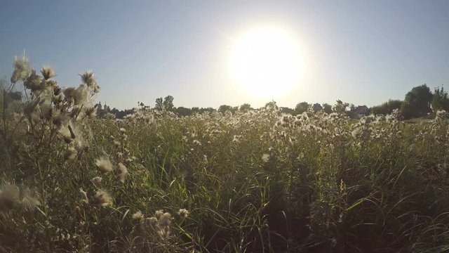 Tragopogon Pratensis On The Field