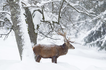 Red deer in deep snow