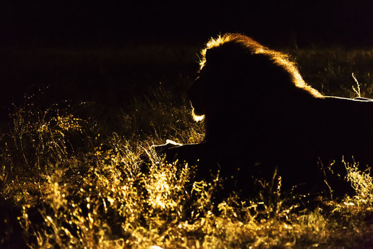 Silhouette of a male african lion
