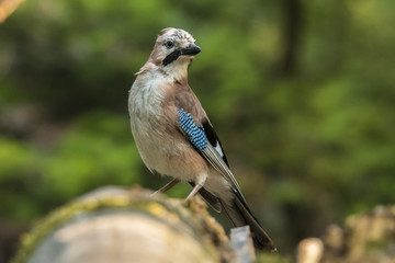 Jay