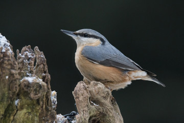 Nuthatch