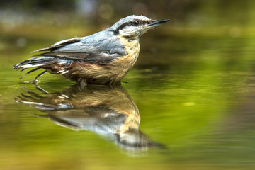 Nuthatch