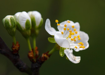 white flowers blooming on branch