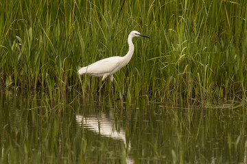 White heron