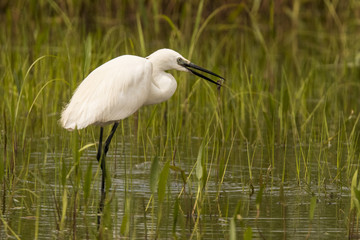 White heron