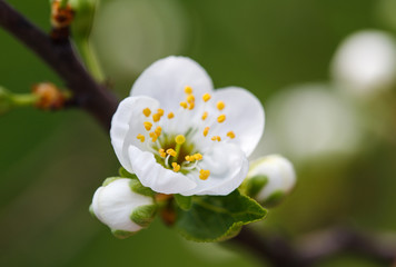 white flowers blooming on branch