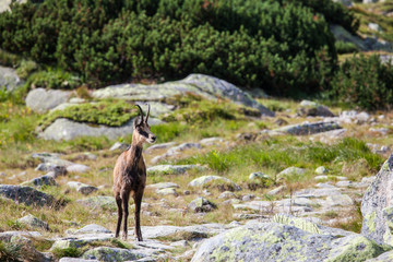 Obraz premium Male chamois at the mountain hill