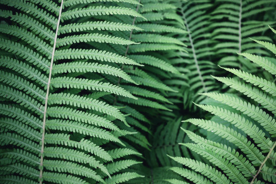 Green fern leaf background pattern