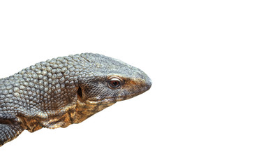 Head of Savannah Monitor Isolated on White Background, Clipping Path