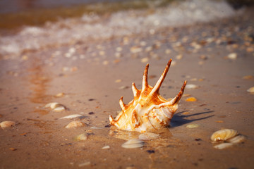 Sea shell on sandy beach with seawater