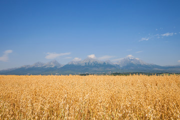 Wheat field landscape and high mountain range on the background