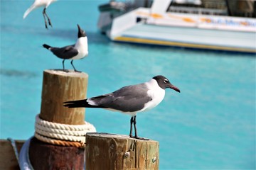 bahamas