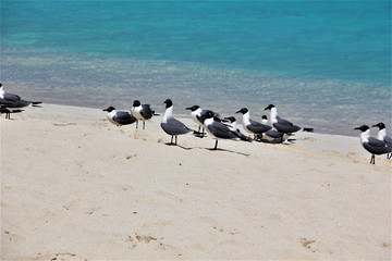 bahamas