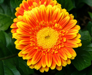 gerbera flower head close up