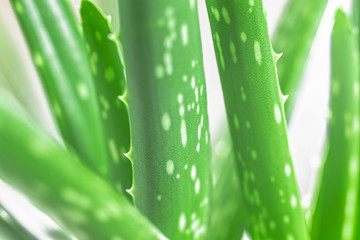 Aloe vera, leaf